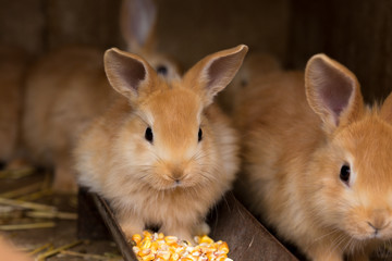 Wall Mural - Rabbit and small rabbits