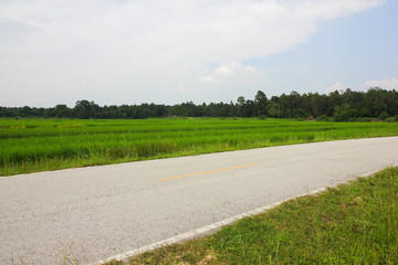 green rice fieild and road on cloudy day