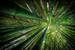 © Vera Kuttelvaserova - bamboo forest - fresh bamboo background