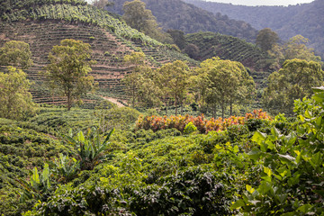 Canvas Print - cafetan fields in the Orosi Valley in Costa Rica