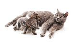 Fototapeta Koty - Cat feeds kittens.