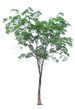© Poramet - tree isolated on white background