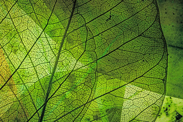 Wall Mural - autumn leaves in the detail