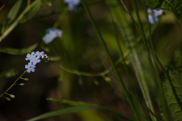 Canvas Print -  Meadow flowers in spring