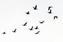 Flock Of Migration White-fronted Geese Flying In V-formation, Germany, Europe