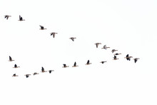 Flock Of Migration White-fronted Geese Flying In V-formation, Germany, Europe
