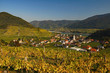 Blick über die herbstlich verfärbten Weingärten auf Spitz in der Wachau