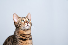 Studio Portrait Of A Young Bengal Cat Looking Up In Front Of White Background