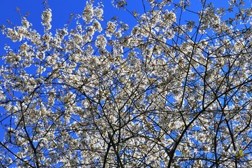 Beautifu red yellow and white blooming trees in front of a blue sky seen in germany