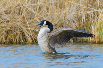 Wall Mural - Canada Goose (Branta canadensis), Germany, Europe