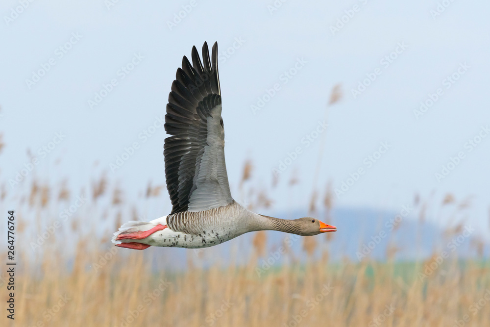 Flying Greylag Goose, Anser anser, Germany, Europe - obrazy, fototapety, plakaty 