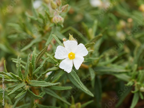 Fotomural Le Ciste de Montpellier en fleurs (Cistus monspeliensis), plante méditerranéenne