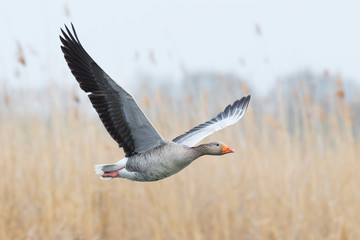 Wall Mural - Greylag goose