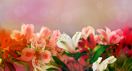 Wall Mural - Multi-colored panorama of flowers and highlights. Spring and summer flowers of Alstroemeria on a wide background. Flower design.