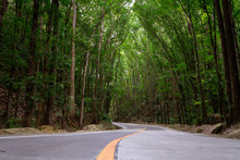 Bilar Man-Made Forest In Bohol, Philippines. Tall Green Trees Tower Over A Winding Road, Unique And Perfect Place To Travel And Experience The World, The Road Is Encouraging Adventure And Exploration.