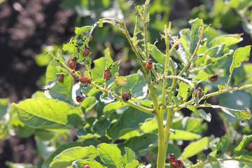 Wall Mural - Colorado potato beetle larvae eating green potato leaves on the bush at the sunny day