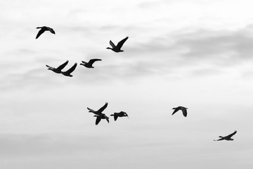 Wall Mural - Greylag geese, Germany, Europe