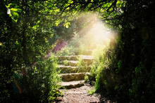 Road And Stone Stairs In Magical And Mysterious Dark Forest With Mystical Sun Light. Fairy Tale Concept