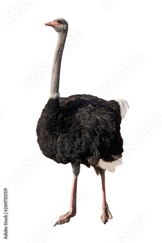 Fotomural african ostrich isolated on white