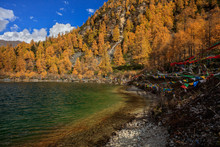 Yala Snow Mountain Glacial Lake, Clear Water. Tibet Area Of Sichuan Province China, Valley Covered In Golden Trees, Autumn Fall Colors. Ganzi Tibetan Plateau Chinese Landscape, Majestic Mountains