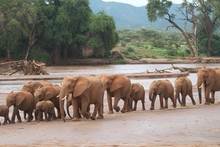 Elephants In Samburu Kenya