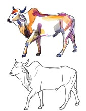 Zebu Cow Contour, Freehand Drawing. Stains Of Watercolor Paint. African Animals, India.