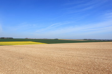 Wall Mural - English farming landscape with emerging bean seedlings in the chalky soil of the Yorkshire wolds in springtime