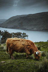 Wall Mural - Highland cattle in the nature of Scotland