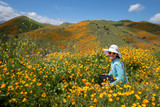 Fototapeta Kuchnia - Young woman wearing sunglasses and straw hat poses in poppy field in California