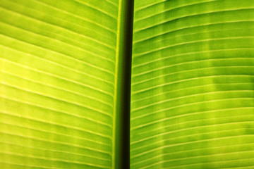 Banana palm tree leaf closeup. Natural texture background. Green color. Soft focus. Sun light effect.