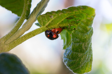 two ladybug caught in a special moment upside down underneath a leaf