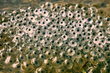 Caviar frogs in the water close up