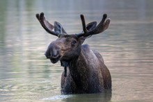 Shiras Moose In The Rocky Mountains Of Colorado