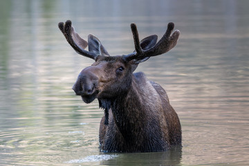 Shiras Moose in the Rocky Mountains of Colorado