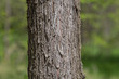 © romantiche - close up of trunk of tree in forest
