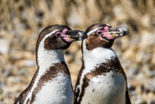 The Humboldt Penguins (Spheniscus Humboldti) Standing On Rock