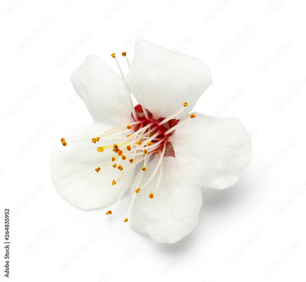 Beautiful flower on white background