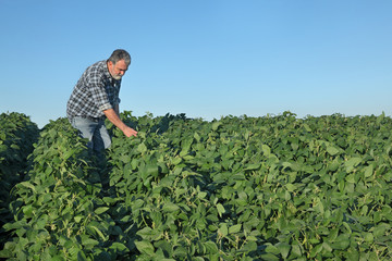 Wall Mural - Farmer inspecting soy bean plants field