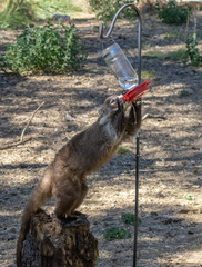 Poster - Coatimundi stealing a sweet drink from hummingbird feeder in Madera Canyon, Arizona