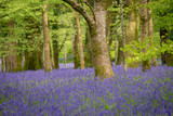 Fototapeta Las - Bluebell woodland in the spring at Lanhydrock, Cornwall, UK