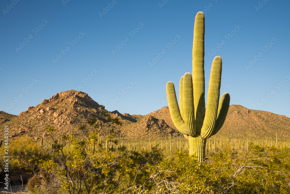 A large saguaro cactus dominates this arid Sonoran desert landscape Stock  Photo | Adobe Stock