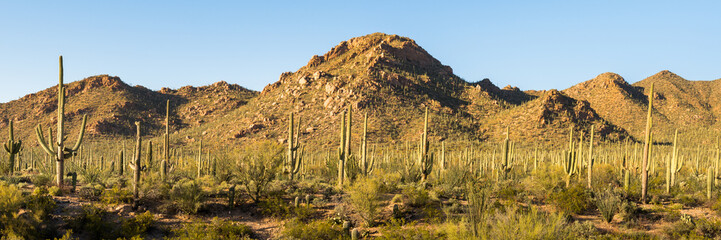 Wall Mural - a panoramic view of saguaro and other cacti as they dominate the sonoran desert landscape