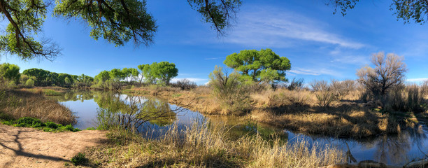 Wall Mural - a panoramic view of a wet oasis in the desert seen on a sunny spring day