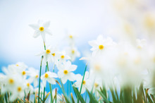 Daffodils Glade, Field Of Flowers, Narcissus Stellaris