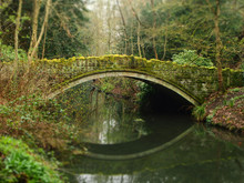 Bridge In Forest Over Still Water