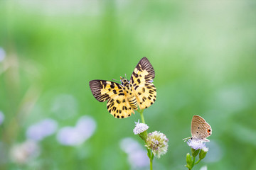 The yellow butterfly (Zigzag Flat) it find breakfast in green meadow. Add oil paint.