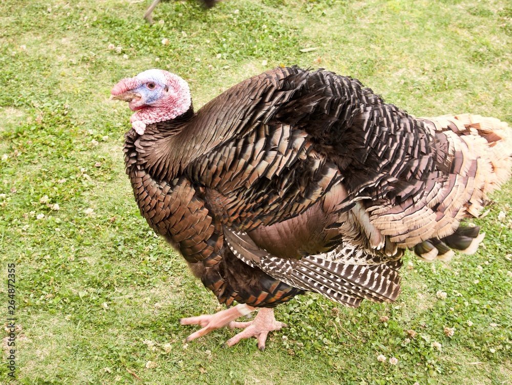鳥 七面鳥 ターキー Stock Photo | Adobe Stock