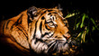 Tygrys, tiger
