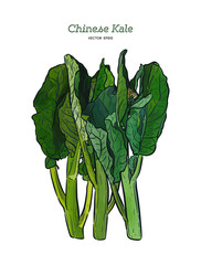 Poster - Chenese Kale or Chinese broccoli, hand draw sketch vector.