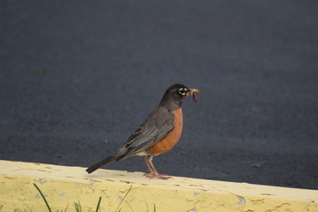 portrait of a robin